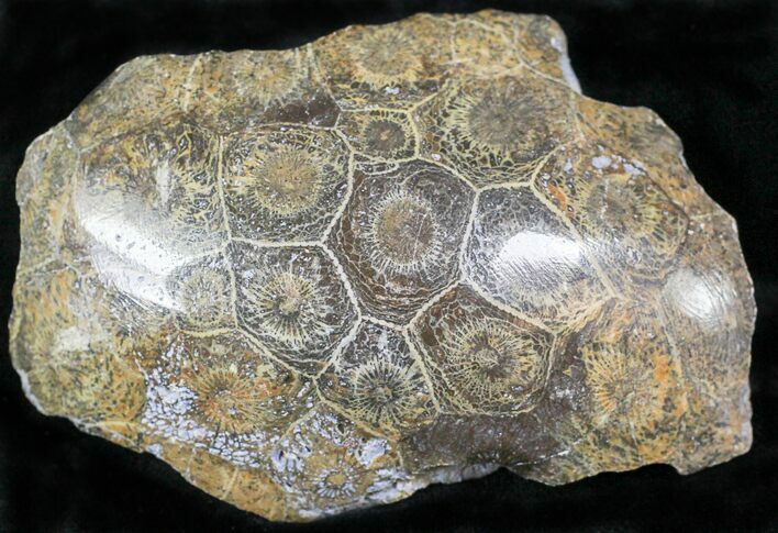 Polished Fossil Coral Head - Morocco #22321